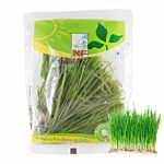  Wheat Grass 25 G Polybag